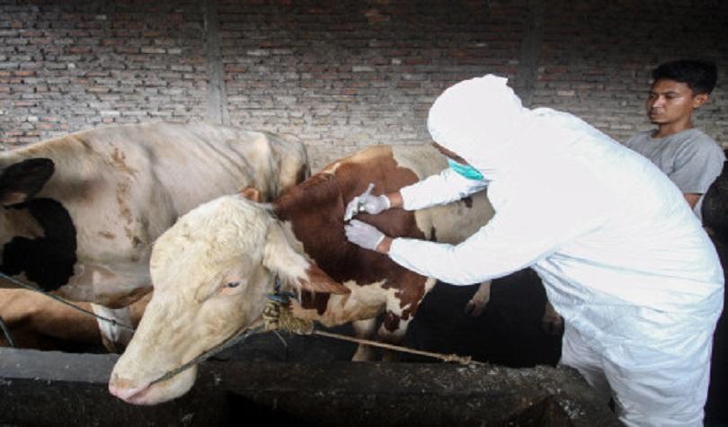Antisipasi PMK, suntik antibiotik di salah satu peternakan sapi Sidoarjo, Jatim, Jumat (20/5/22). (A