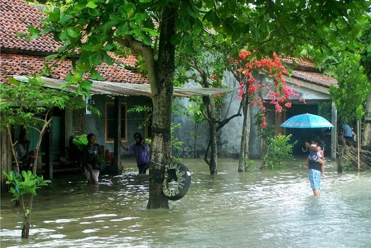 Banjir Cilacap, Ratusan Keluarga Mengungsi & Ratusan Hektar Padi Siap Panen Rusak