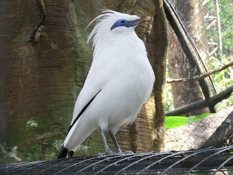 The Bali Starling is critically endangered, due to illegal capture and trade of the birds for caged 