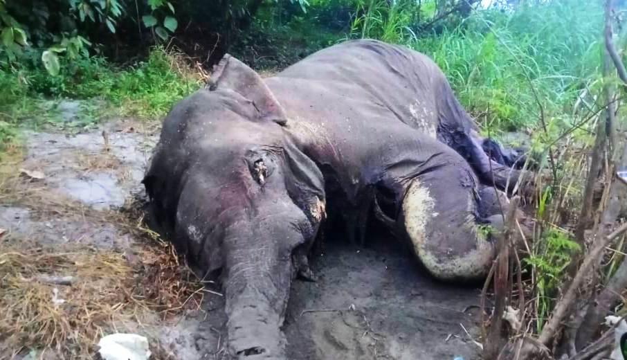 Lagi, Seekor Gajah Ditemukan Mati dengan Gading Hilang 