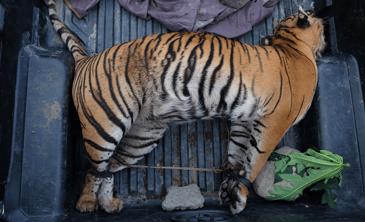 Habitat Harimau Sumatera Kini Rata-rata Jadi Perkebunan Sawit dan HTI