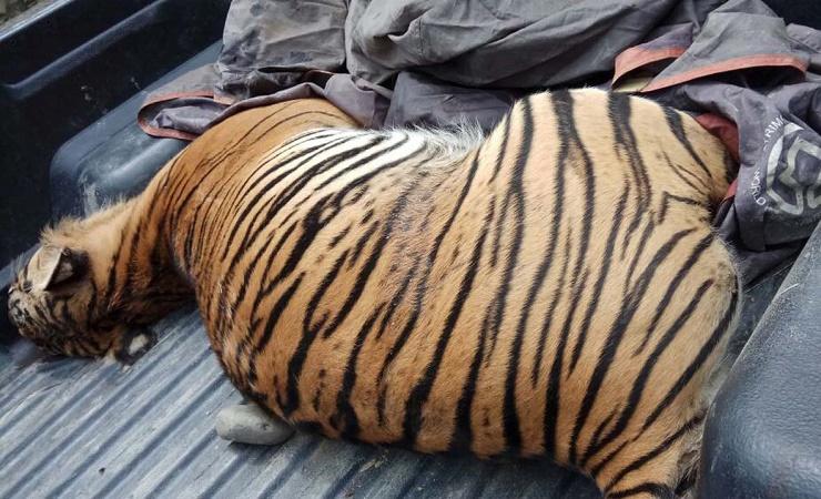 Tiga Harimau Sumatera Mati di Aceh Selatan