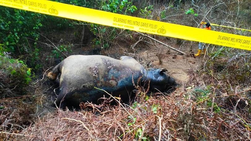 Gajah Betina Ditemukan  Mati di Kebun Sawit Aceh Timur