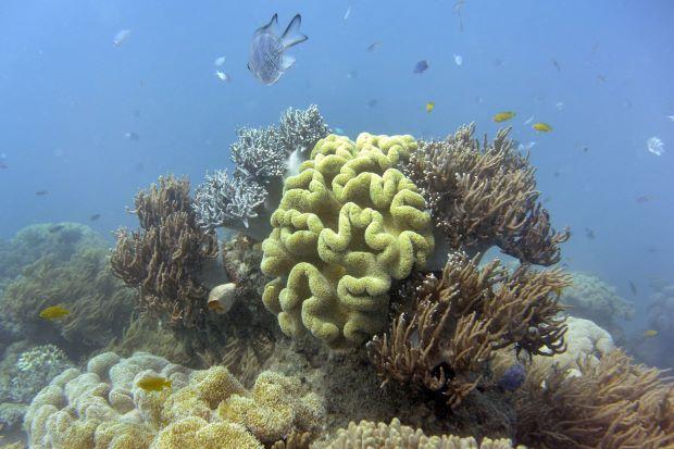 Lindungi Barrier Reef, Australia Ciptakan Robot Ini 