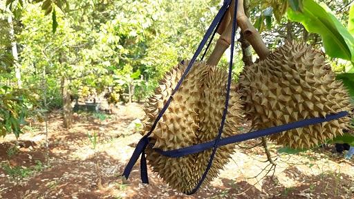 Faktor Penyebab Durian di Banyumas Gagal Berbuah Tahun Ini
