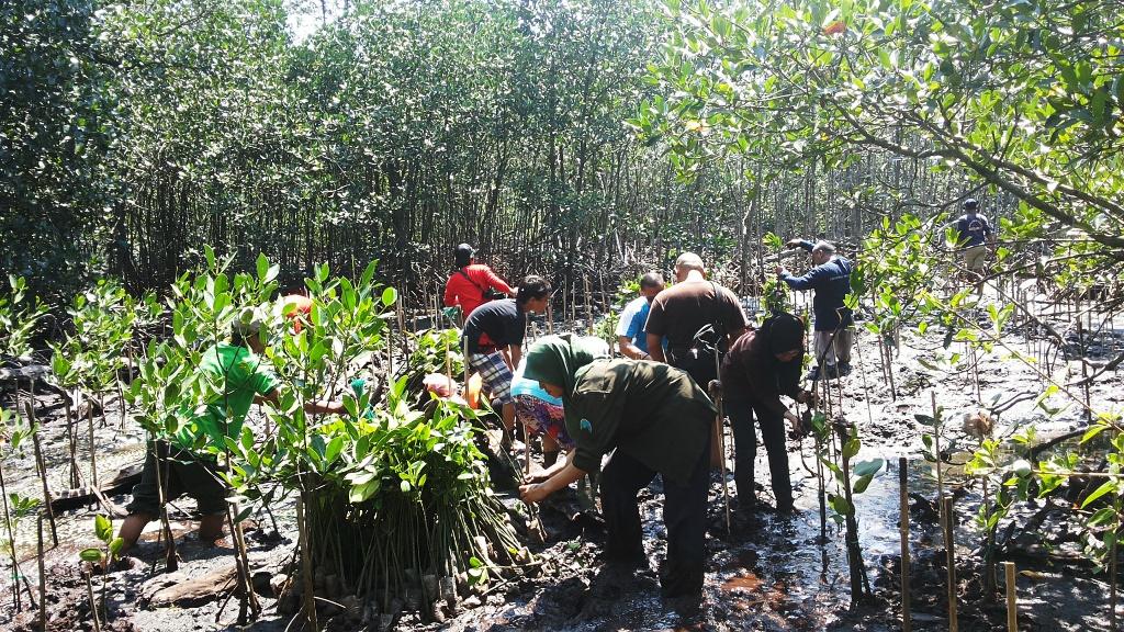 Melestarikan Mangrove di Pulau Rambut 
