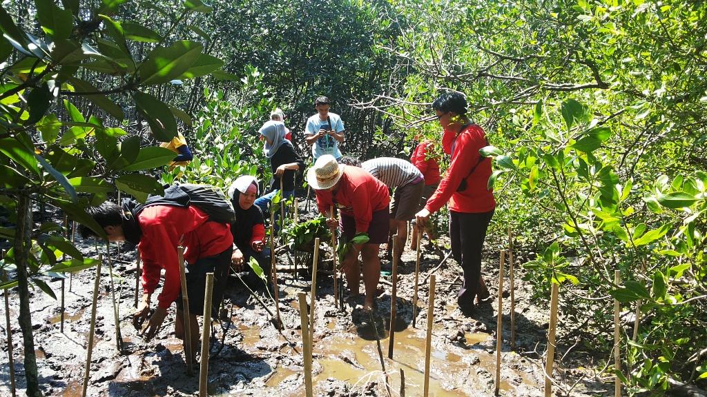 Menanam Mangrove di Pulau Rambut