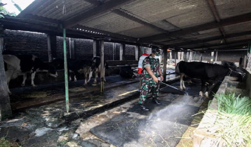 Cegah PMK, petugas semprot disinfektan di peternakan sapi Sidoarjo, Jatim, Jumat (20/5/22).(Antara/U