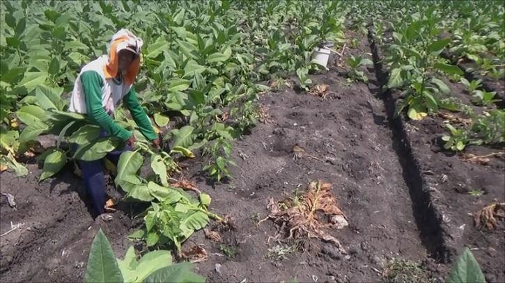 Dampak La Nina, Seribu Hektar Tanaman Tembakau di Jombang Mati