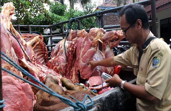 Petugas dinas peternakan tulungagung periksa daging gelonggongan. Foto: Adhar Muttaqin KBR