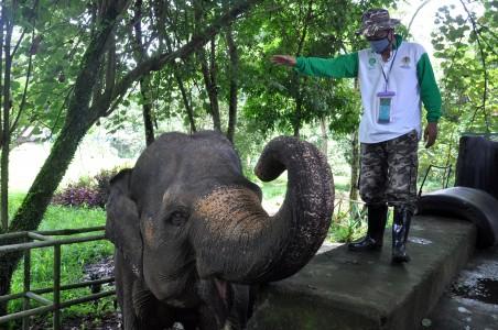 Kebun Binatang Indonesia "Sekarat" di Tengah Pandemi