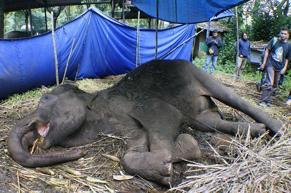 Gajah Yani Mulai Diotopsi, Kebun Binatang Bandung Ditutup 