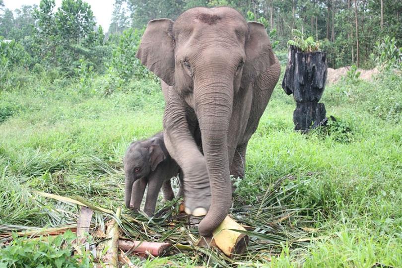 Kerja Sama 22 Tahun Diputus KLHK, WWF Indonesia Kecewa