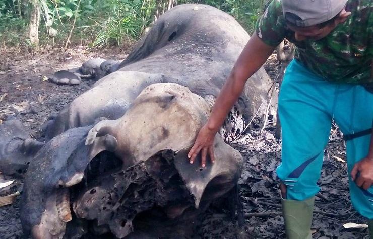 Gajah Jantan 40 Tahun Mati Ditembak di Aceh, Gading Hilang