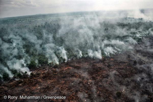 Greenpeace Desak IOI Berhenti Merusak Hutan Indonesia