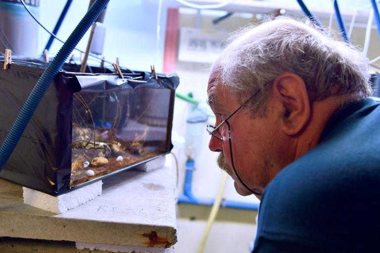 Ilmuwan Prancis Gunakan Tiram untuk Deteksi Polusi di Laut