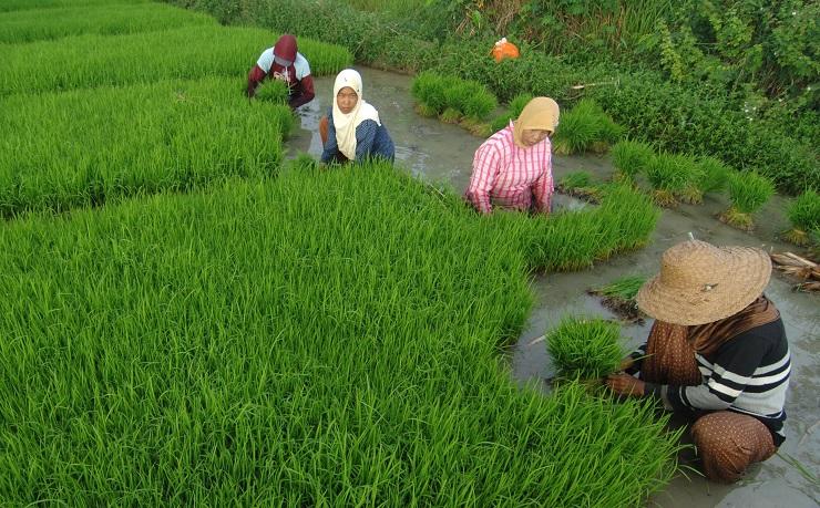 Jokowi Minta Nilai Tambah dan Produktivitas Pertanian Digenjot