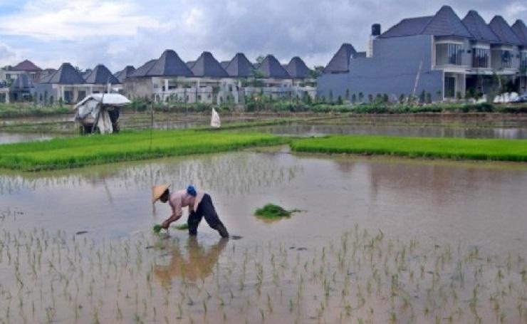Lahan Sawah di Bali Menyusut Seribu Hektar per Tahun