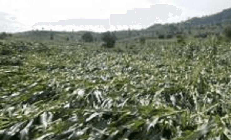 Ribuan Hektare Lahan Jagung di NTB Gagal Panen, Petani Tak Dapat Asuransi