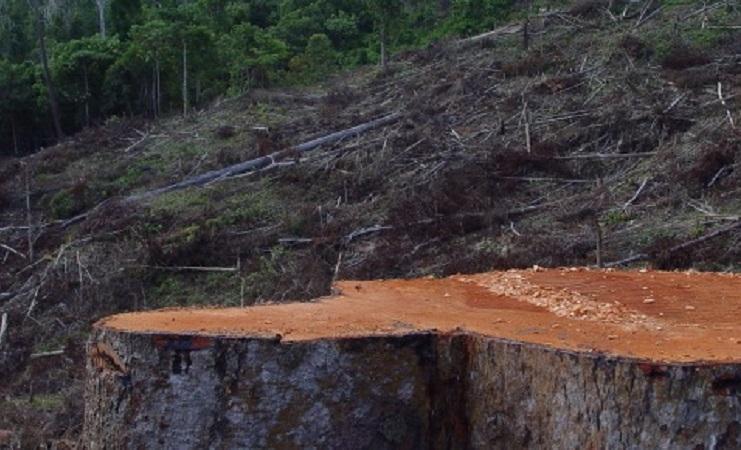 10 Penyebab Deforestasi di Indonesia, Dari Sawit hingga Lapangan Golf
