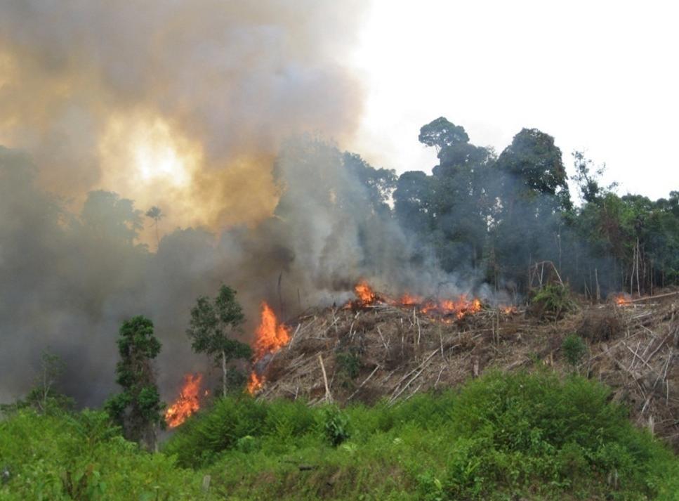 Ribuan Hektar Lahan di Sulut Terbakar