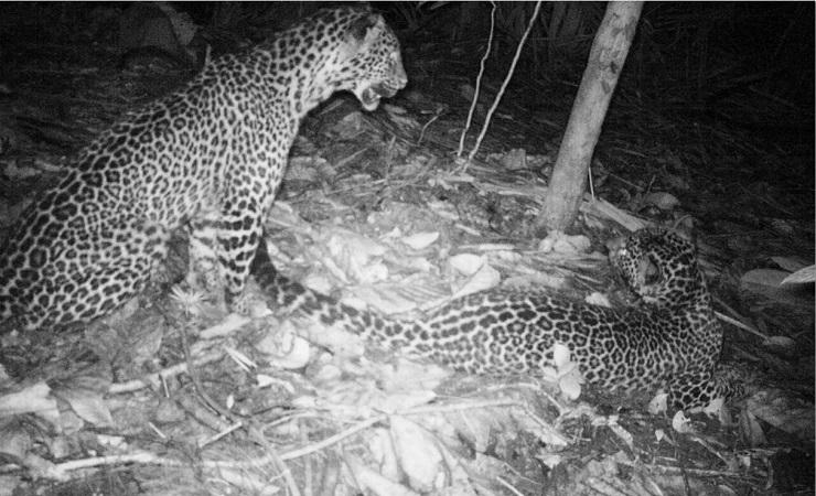 18 Macan Tutul Terdeteksi Hidup di Pulau Nusakambangan
