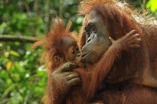 BKSDA Pangkalan Bun Sita  4  Orangutan dari Warga