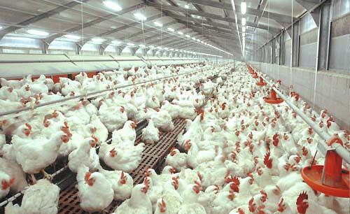 Industri Ternak Ayam Makin Tak Sehat, BUMN Bakal Batasi Peran Swasta