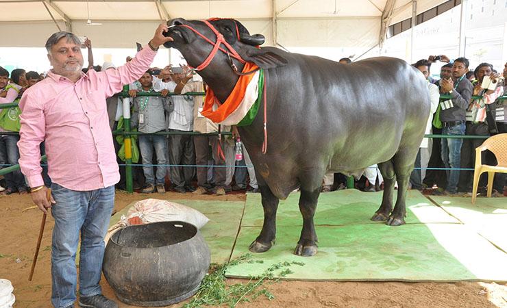 The prize winning bull Yuvraj with his owner (Photo: Jasvinder Sehgal)