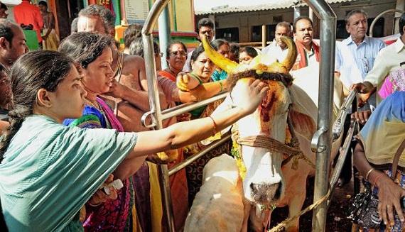 Bagi kebanyakan penganut Hindu, sapi adalah binatang suci. (Foto: The Hindu) 