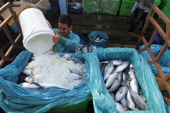 Seorang pekerja menata ikan hasil tangkapan nelayan di Pelabuhan Kuala Idi Rayeuk, Aceh Timur, Aceh,