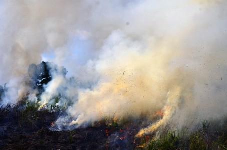 Pemerintah Susun Standar Pencegahan Kebakaran Hutan