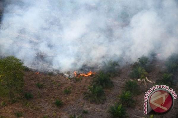 Foto ilustrasi kebakaran hutan: Antara