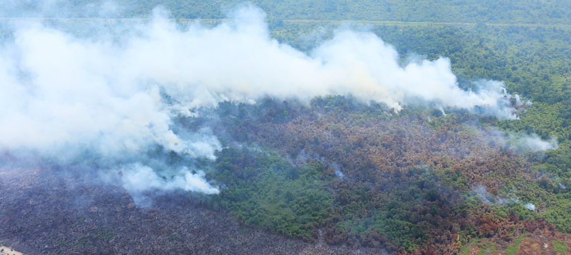 Tiga Perusahaan di Sumsel Tersangka Pembakaran Hutan dan Lahan
