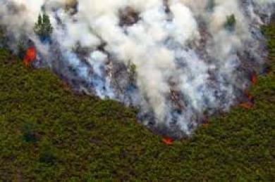 Titik Api Kebakaran Lahan di Merauke, Tertinggi di Papua