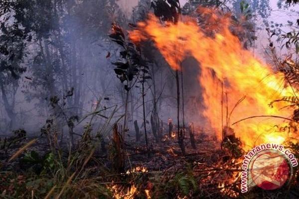 Korban Kebakaran Hutan di Minahasa Utara Butuh Logistik.