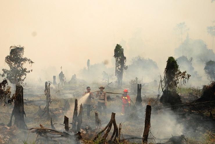 Jokowi: Tak Ada Kompromi Bagi Pembakar Hutan