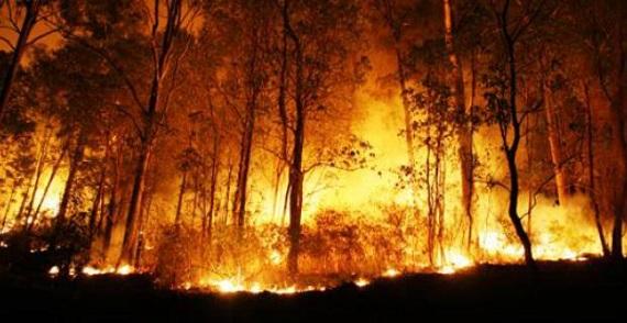 Kebakaran hutan di Riau (Foto: suratrakyat.com)
