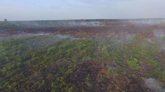 Ilustrasi: Kebakaran lahan sawit di Jambi (Foto: KBR/Andi I.)