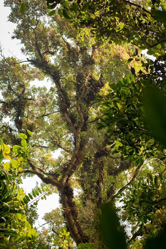 Pohon Ki Hujan di hutan Sarongge.