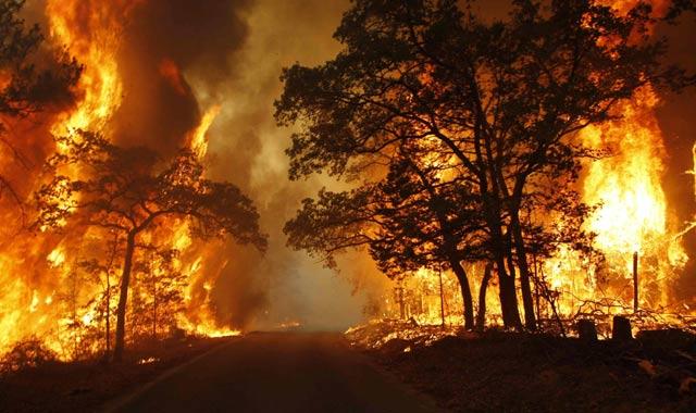 WALHI: Nilai Gugatan Perdata terhadap Pembakar Hutan Harus Tinggi