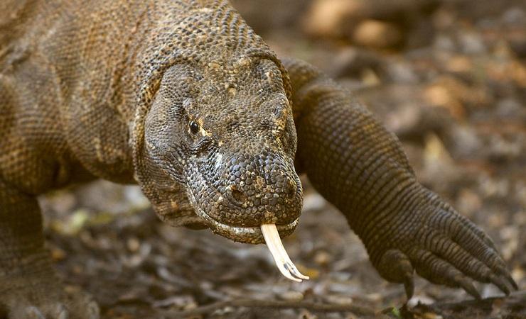 Ekosistem TN Komodo Masih Baik untuk Pariwisata, Ini Kata Peneliti