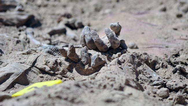 Ratusan Jasad Ditemukan di Kuburan Massal Veracruz