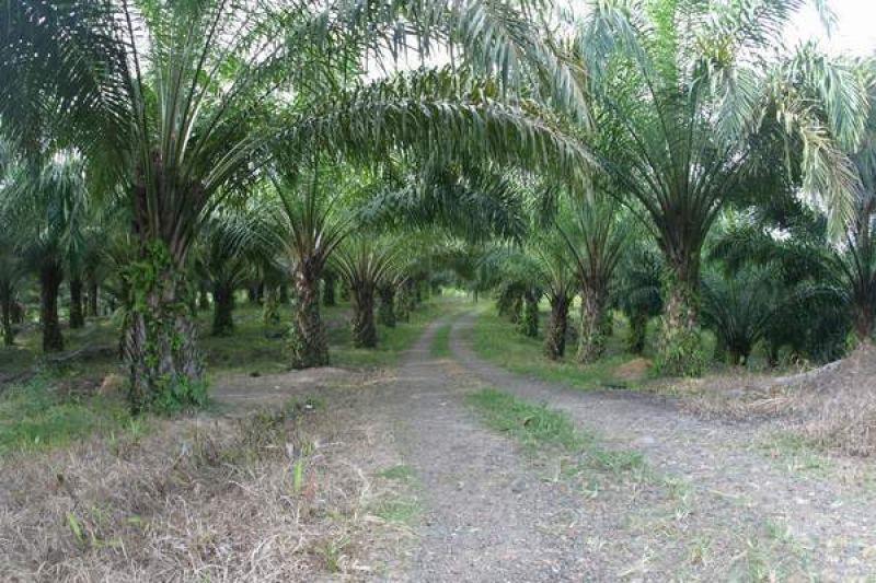 Perkebunan kelapa sawit