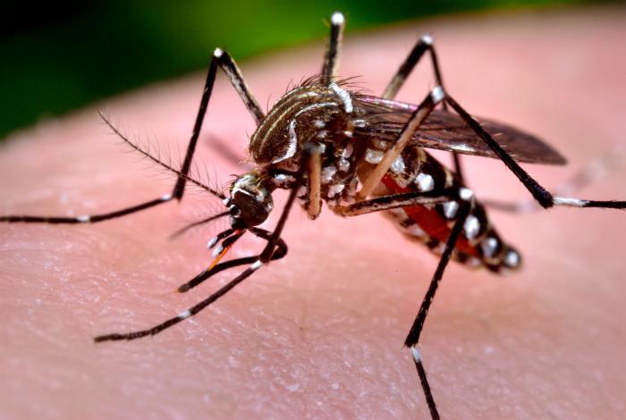Virus Zika, Menkes Sebut Suku Anak dalam dan Wisatawan Positif