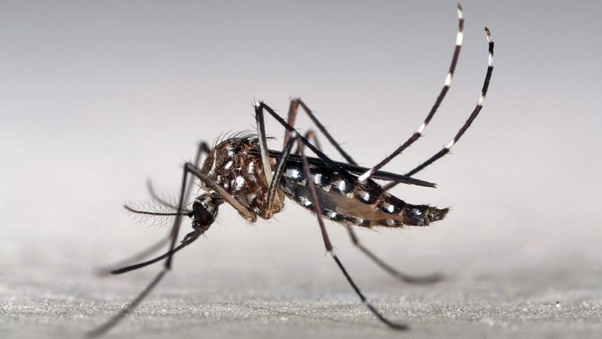 Cukup Bukti, Otoritas Kesehatan AS Pastikan Virus Zika Sebabkan Mikrosefalus