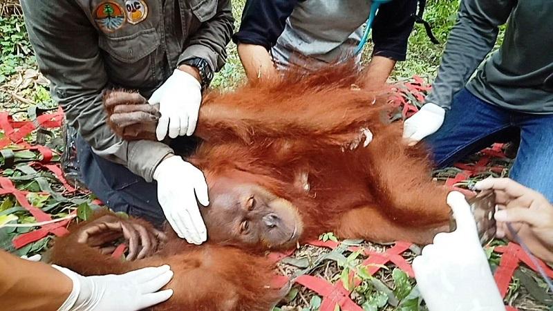 BKSDA Aceh Evakuasi Orangutan di Kebun Sawit
