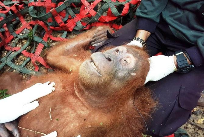 Orang Utan di Aceh Tamiang Ditemukan  Buta Akibat Peluru Pemburu