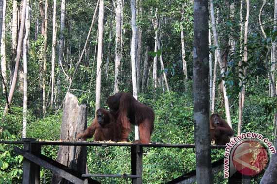 Rumah orangutan Taman Nasional Tanjung Puting (TNTP), Kabupaten Kotawaringin Barat (Kobar) Foto:Anta