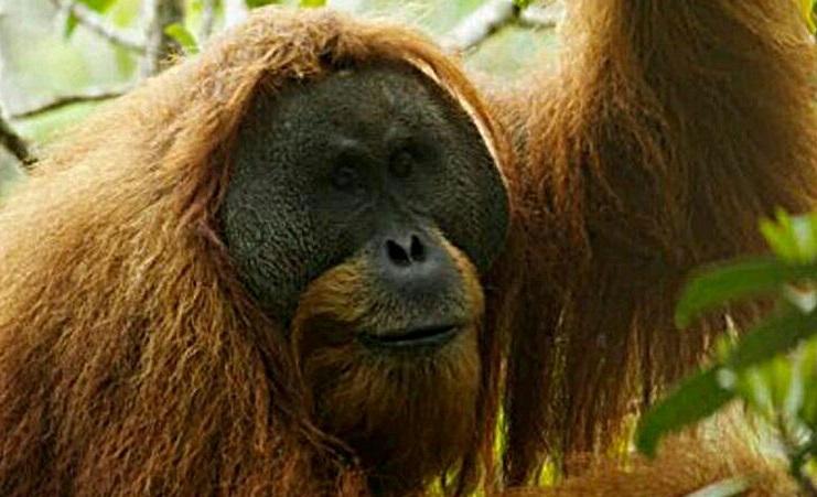 Spesies Baru dan Langka, Orangutan Tapanuli Tinggal 800 Individu
